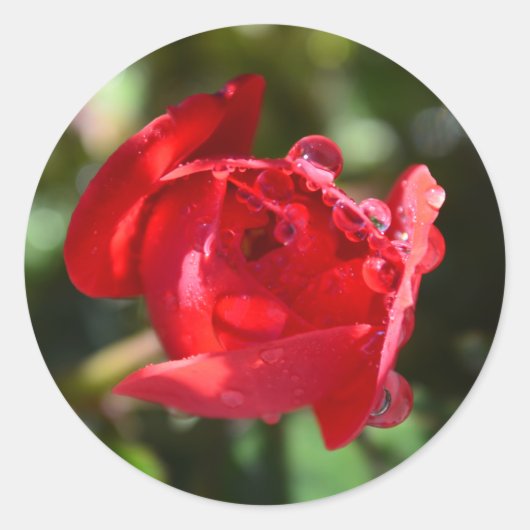 Stickers Miniature Rouge Rose (Devant)