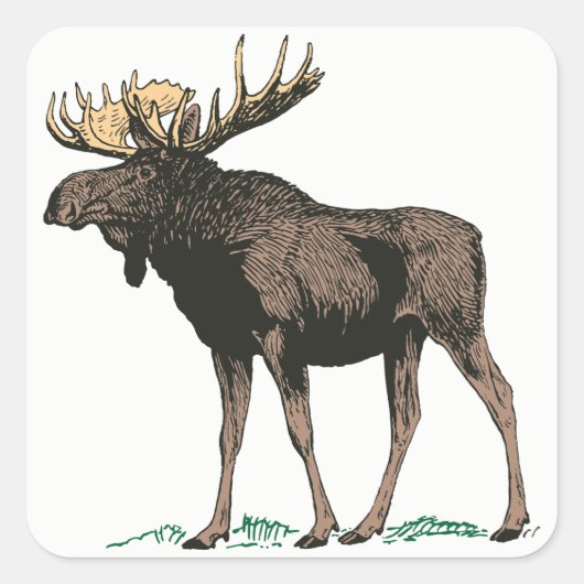 Stickers Moose (Devant)