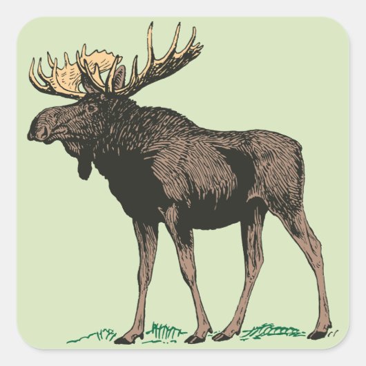 Stickers Moose (Devant)