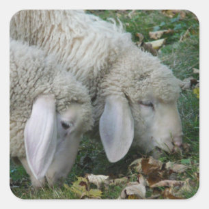 Stickers Moutons alpins