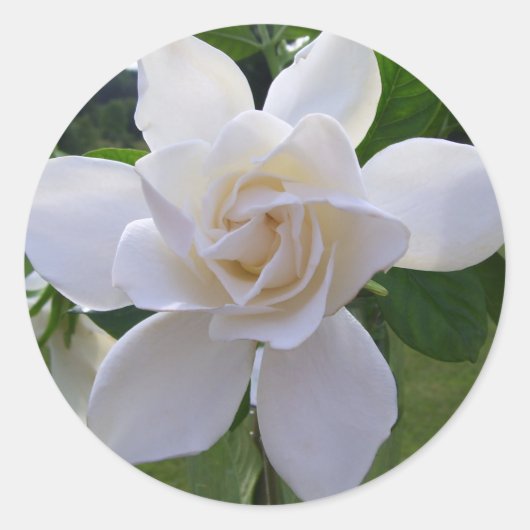 Stickers - Naturellement magnifique Gardenia (Devant)