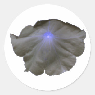 Stickers noir et bleu Petunia
