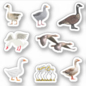 Stickers oies (Devant)