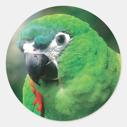 Stickers Oiseaux de perroquets (Devant)