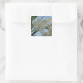 Stickers Oleander Blanc (Sac)