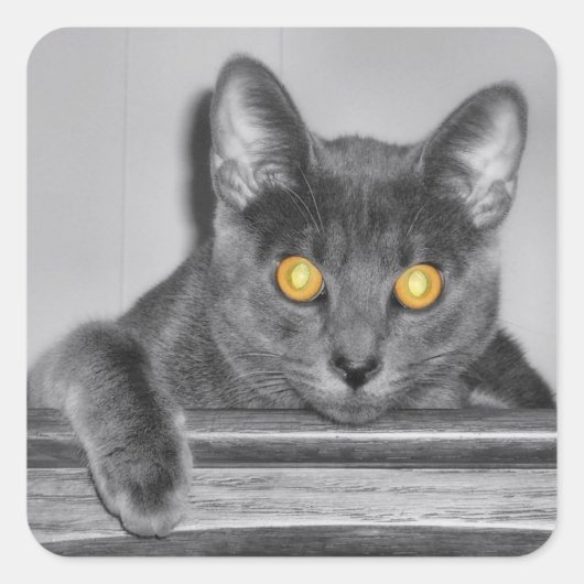 Stickers Or Dusky (Devant)