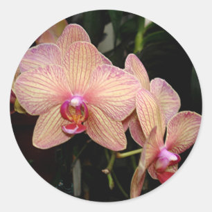 Stickers Orchidée rose