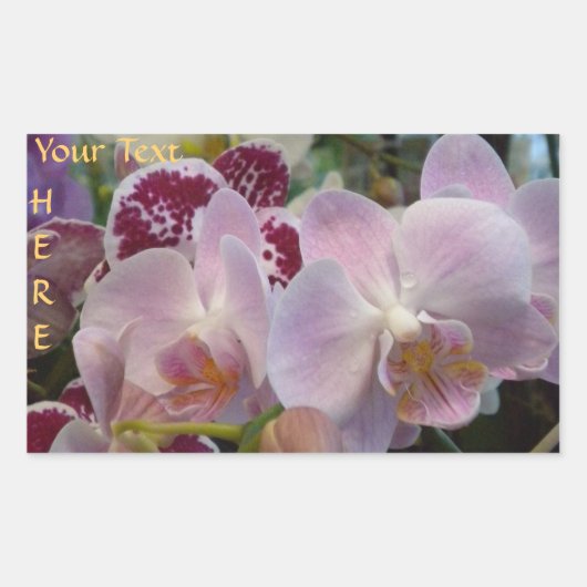 stickers Orchidées roses. *personnalisation* (Devant)