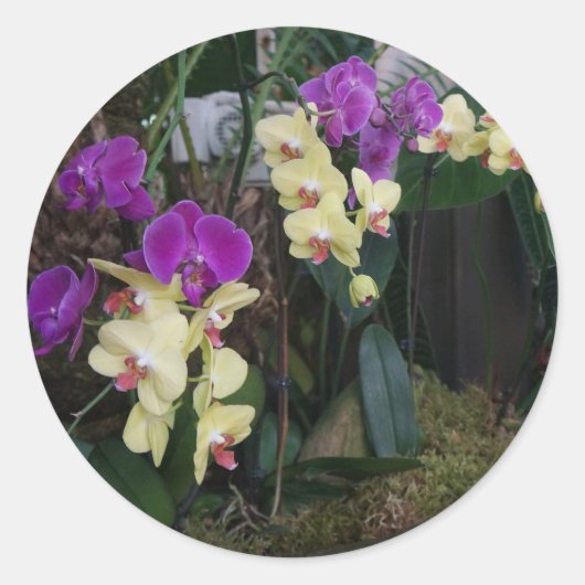 Stickers Orchidées violettes et jaunes (Devant)
