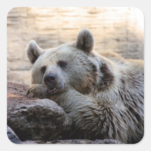 Stickers Ours Daydreaming (Devant)