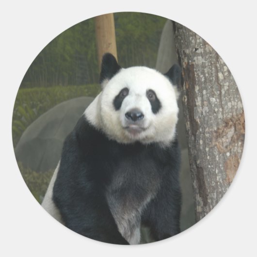 Stickers Ours Panda géant (Devant)