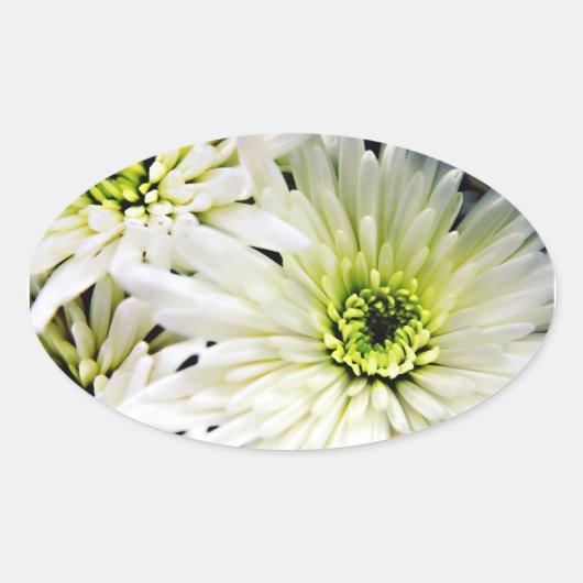 stickers ovales Chrysanthemum blanc (Devant)
