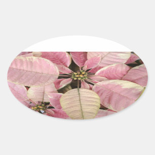 Stickers ovales Poinsettia