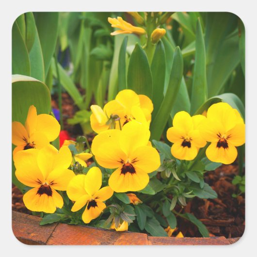 Stickers Pansy Jaune #1 (Devant)