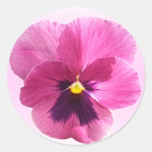 Stickers - Pansy Rose foncé (Devant)