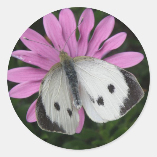 Stickers Papillon et Fleur Rose (Devant)