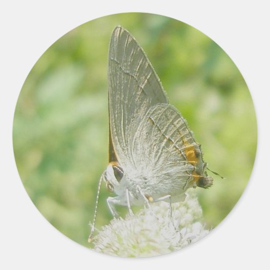 Stickers papillon gris Hairstreak (Devant)