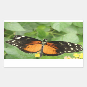 Stickers Papillon long tigre