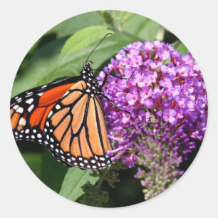 Stickers papillon Monarque