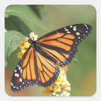 Stickers papillon Monarque