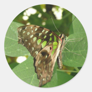 Stickers Papillon vert Iridescente tropicale