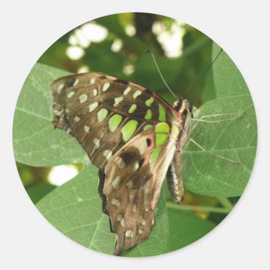 Stickers Papillon vert Iridescente tropicale (Devant)