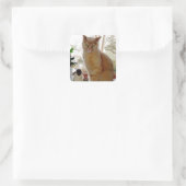 Stickers Papoochie Sunny (Sac)