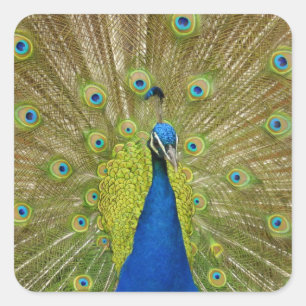 Stickers Peacock