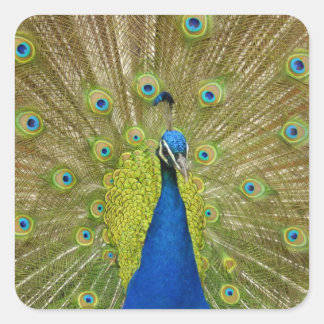 Stickers Peacock
