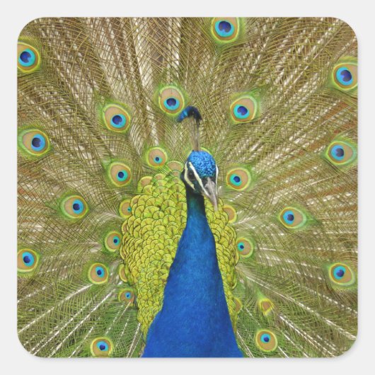 Stickers Peacock (Devant)