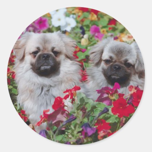 Stickers Pekingese (Devant)