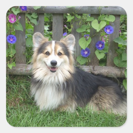 Stickers Pembroke Welsh Corgi (Devant)