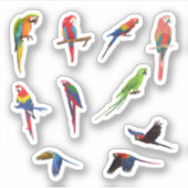 Stickers Perroquet (Devant)