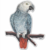 Stickers perroquet Stickers perroquet gris africai (Devant)