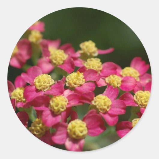 Stickers Petites Fleurs (Devant)