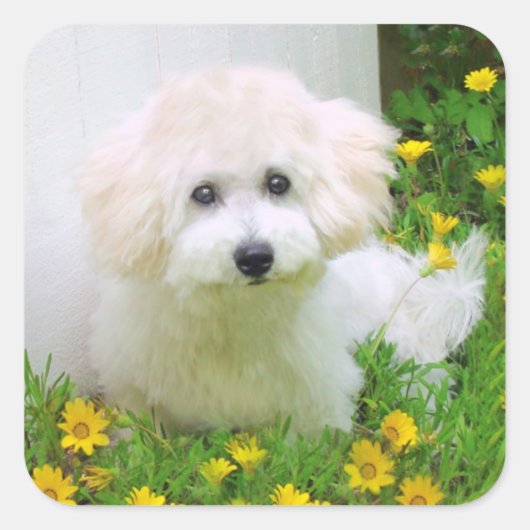 Stickers photo (Devant)