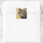 Stickers Photo Chat Maine Coon (Sac)