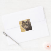 Stickers Photo Chat Maine Coon (Enveloppe)