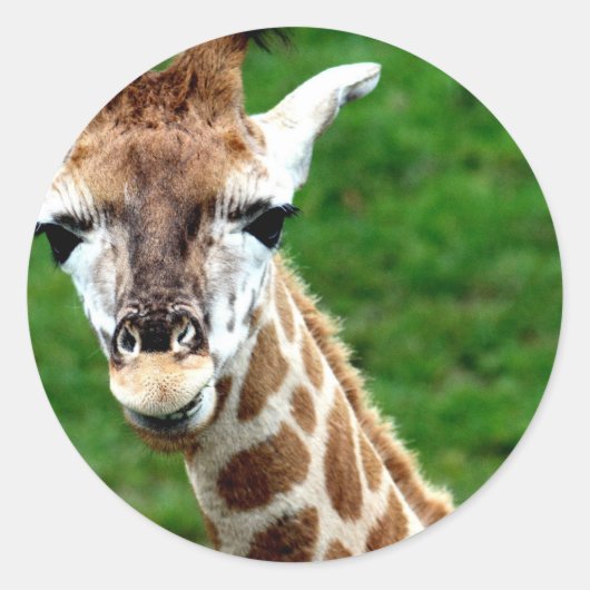 Stickers photo Giraffe (Devant)