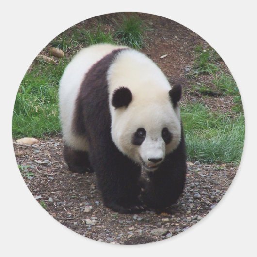 Stickers Photo Panda géant (Devant)