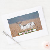 Stickers Photo Piebald Deer (Enveloppe)