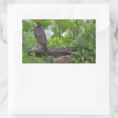 Stickers photo Robin (Sac)