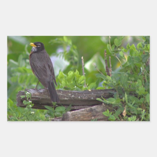 Stickers photo Robin (Devant)