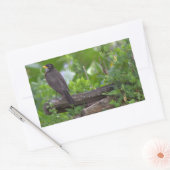 Stickers photo Robin (Enveloppe)