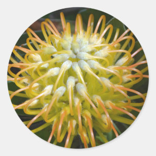 Stickers Pincushion Protea Tropical Jaune Fleur