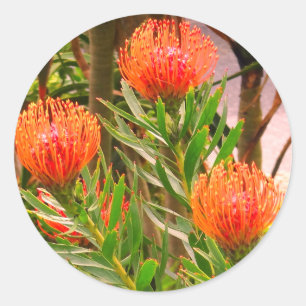 Stickers Pincushion Tango #1