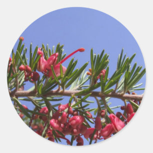 Stickers Plante Grevillea