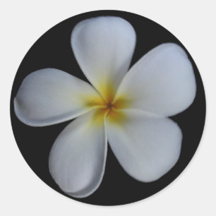 Stickers Plumeria