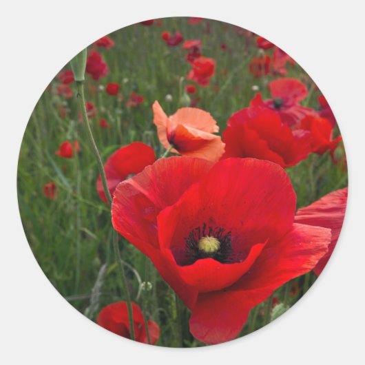 Stickers Poppy Field (Devant)