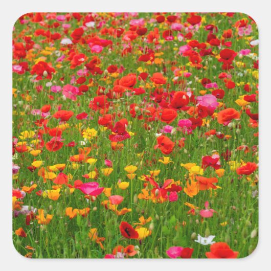 Stickers Poppy Field (Devant)